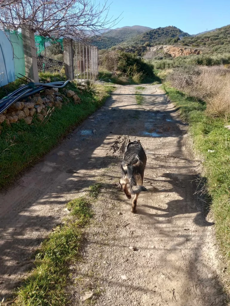 Σητεία δολώματα