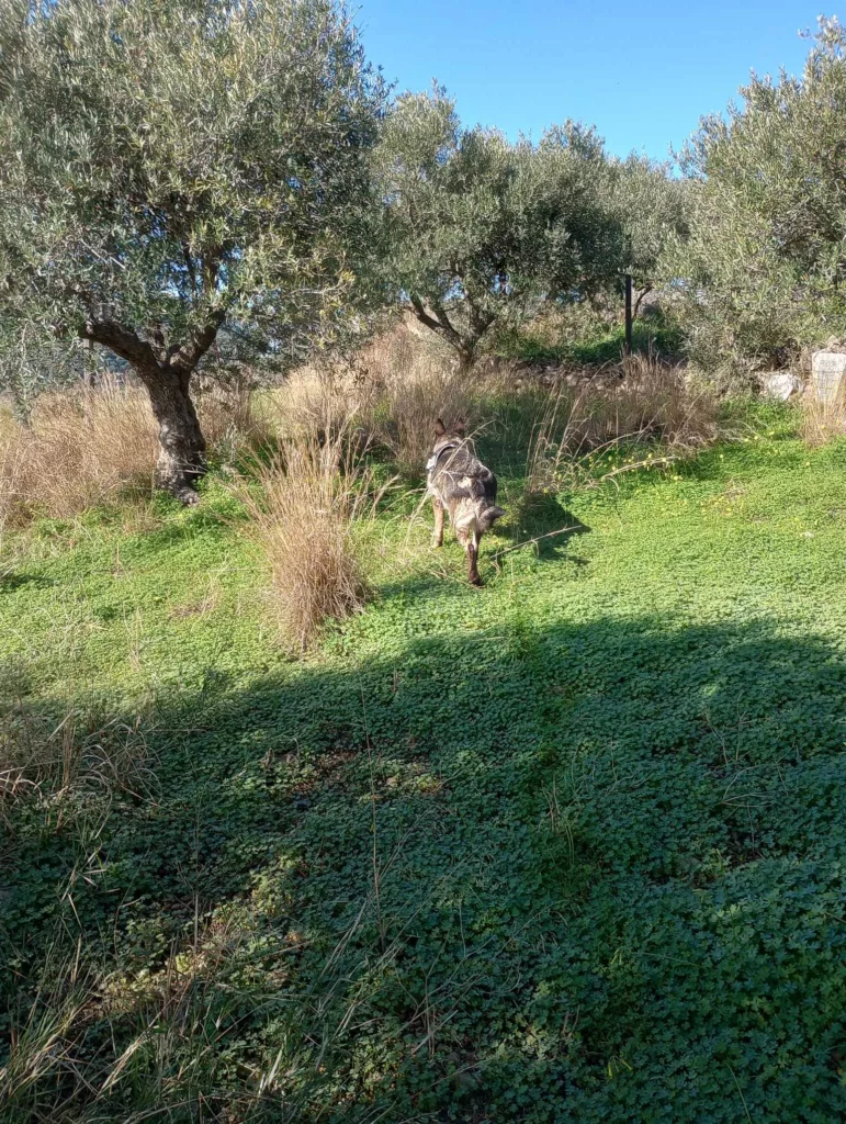 Σητεία δολώματα