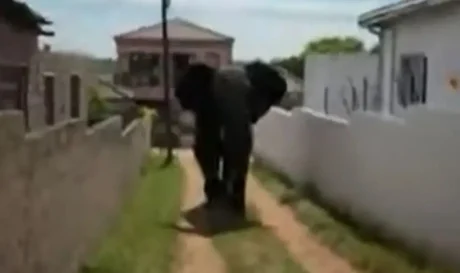 ελέφαντας