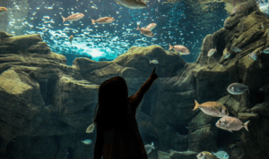 Ενυδρείο Κρήτης – ΕΛ.ΚΕ.Θ.Ε.: Παρουσιάζουν τον δεύτερο κύκλο εκπαιδευτικών δράσεων