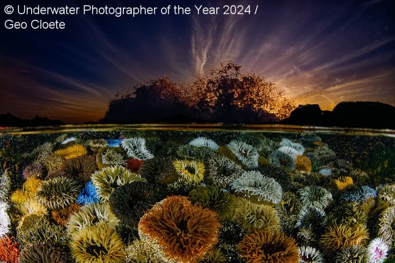 Οι καλύτερες υποβρύχιες φωτογραφίες του 2024 