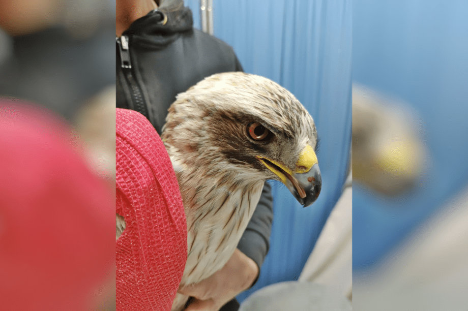 γερακαετός Κρήτη