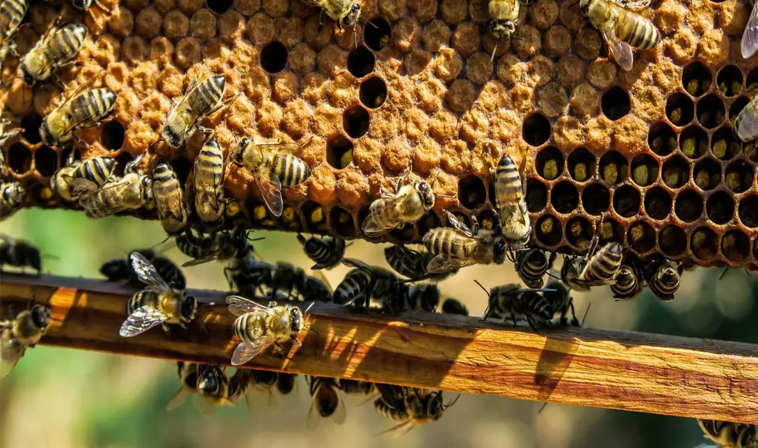κυψέλες μελισσοκόμοι