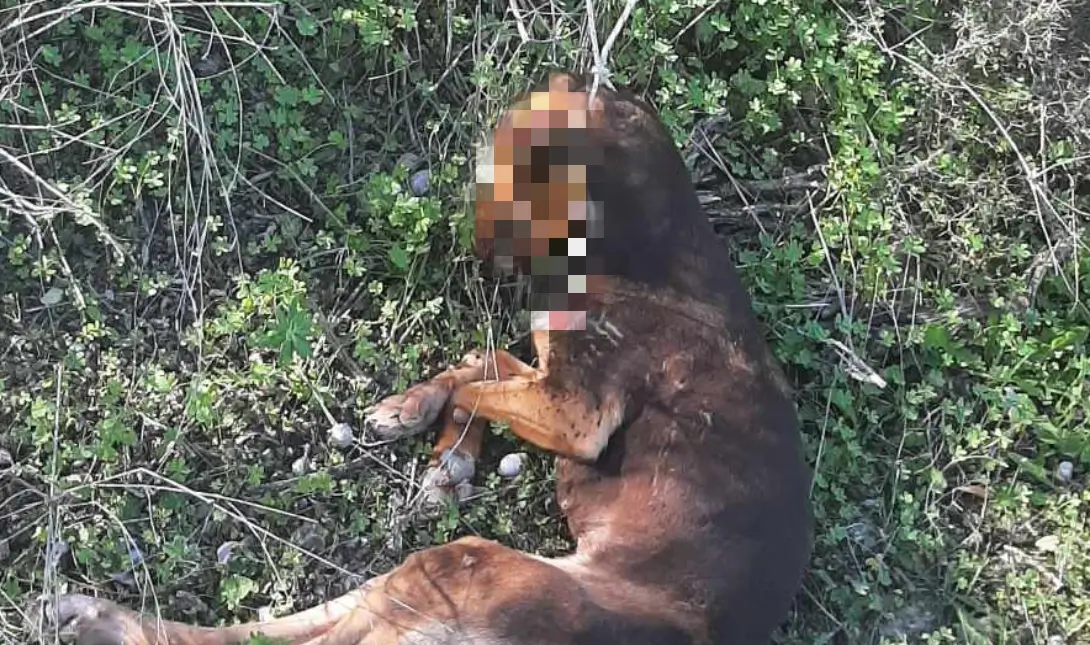 Κτηνωδία στο Ηράκλειο: Σκυλί εντοπίστηκε κρεμασμένο