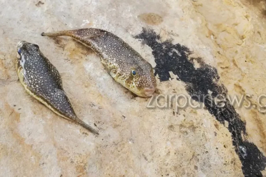 λαγοκέφαλα