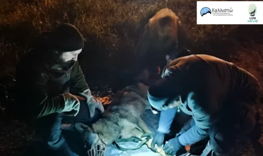 λύκος Αμυγδαλέζα
