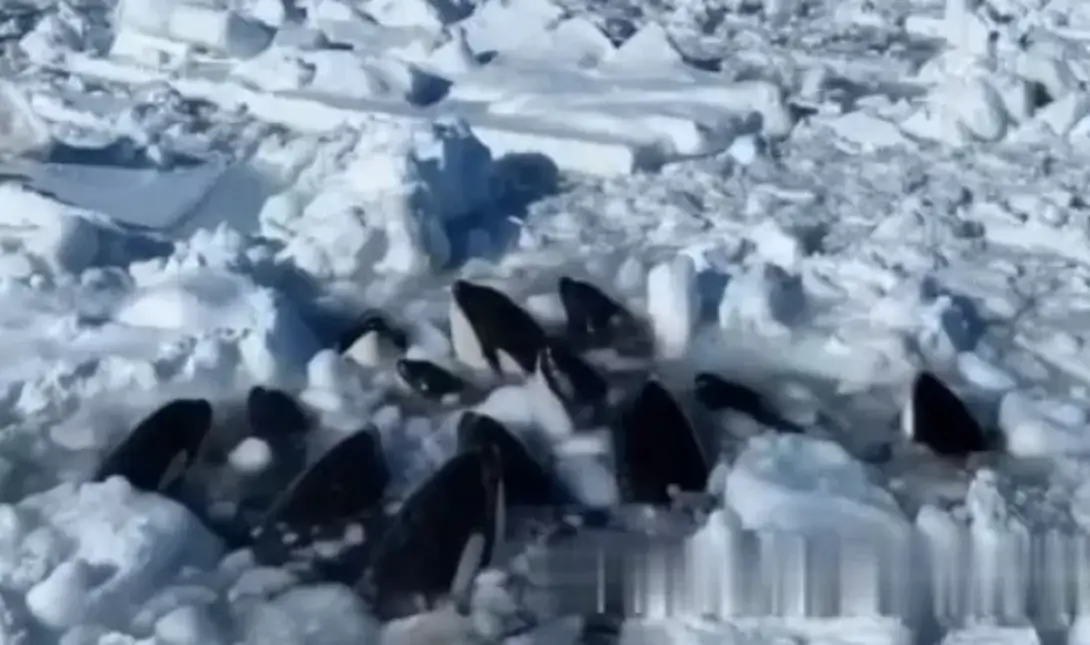 εγκλωβισμός φαλαινών σε πάγο