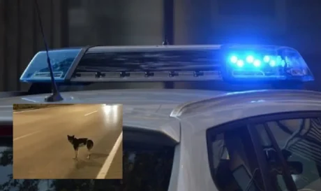 ΒΟΑΚ τροχαία σκύλος