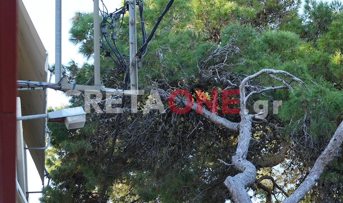 Μασταμπάς πεύκα