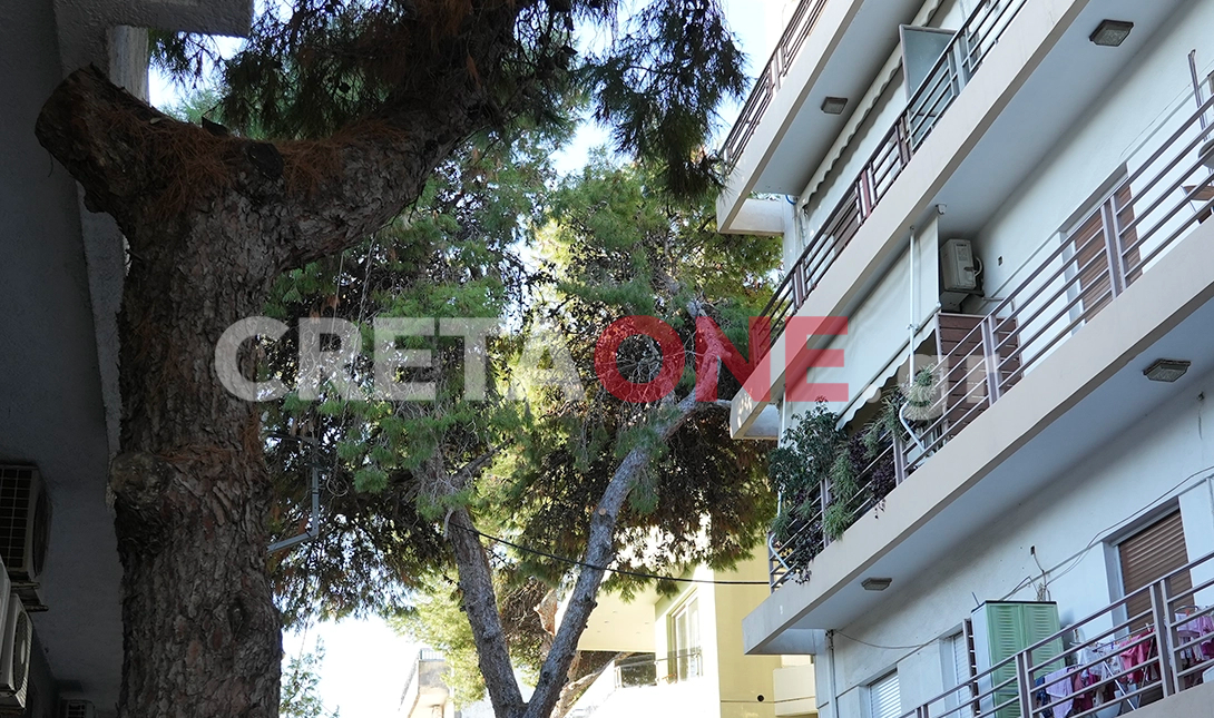 Μασταμπάς πεύκα