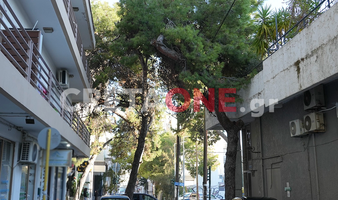 Μασταμπάς πεύκα