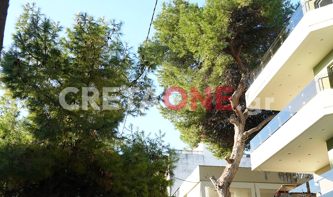 Μασταμπάς πεύκα