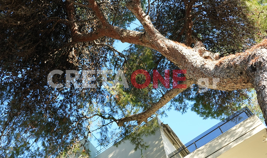 Μασταμπάς πεύκα