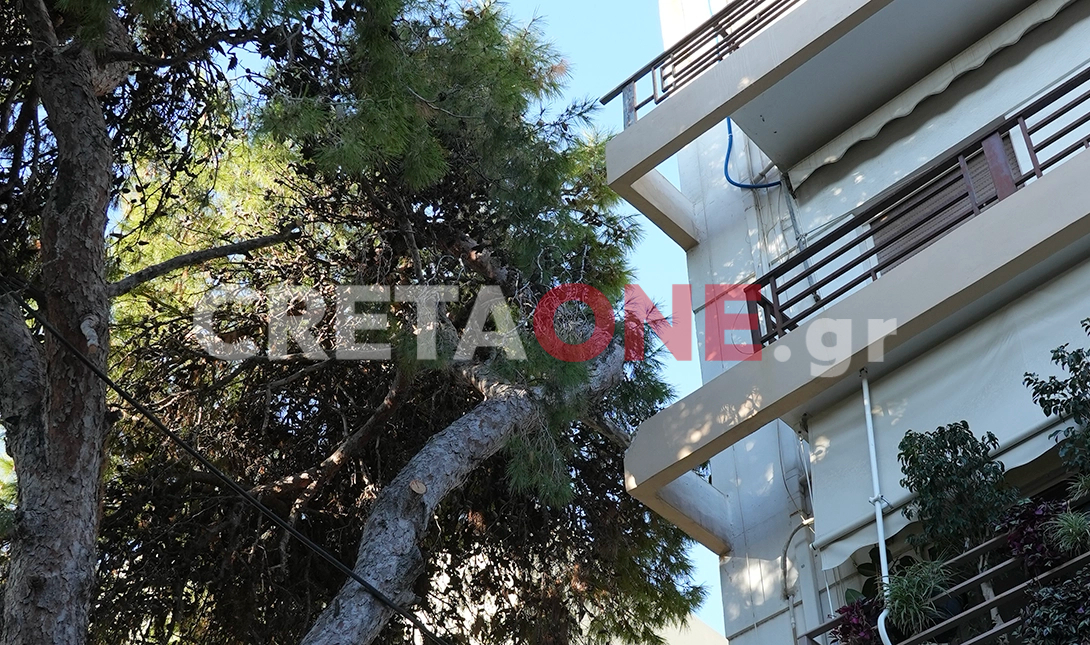 Μασταμπάς πεύκα