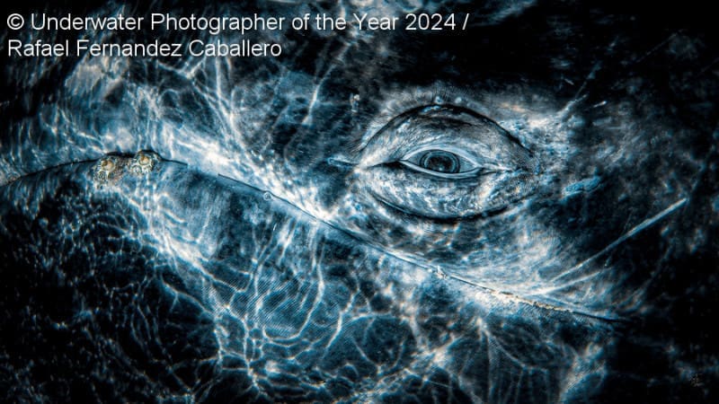 Οι καλύτερες υποβρύχιες φωτογραφίες του 2024 