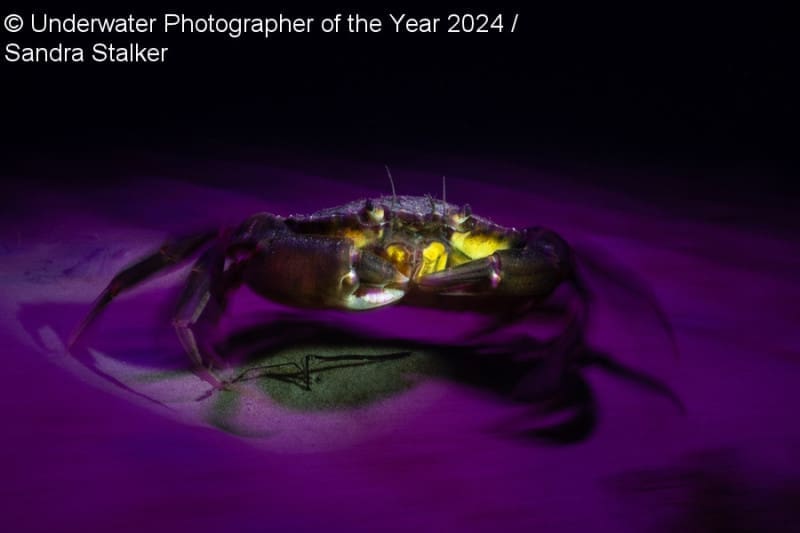 Οι καλύτερες υποβρύχιες φωτογραφίες του 2024 