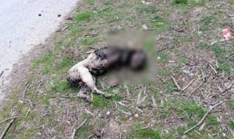 Φριχτό έγκλημα στην Καβάλα: Βασάνισαν και έκαψαν σκύλο (Προσοχή Σκληρές Εικόνες)