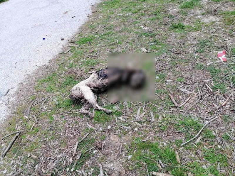 Φριχτό έγκλημα στην Καβάλα: Βασάνισαν και έκαψαν σκύλο (Προσοχή Σκληρές Εικόνες)