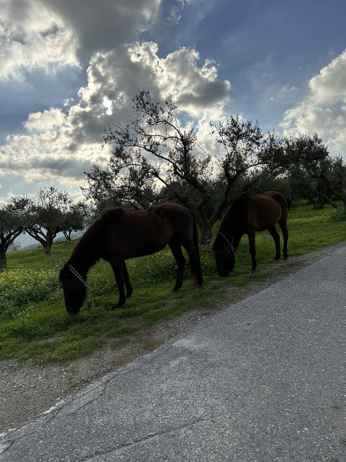 άλογα