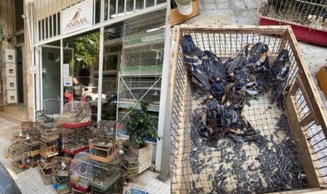 ΑΝΙΜΑ πουλάκια