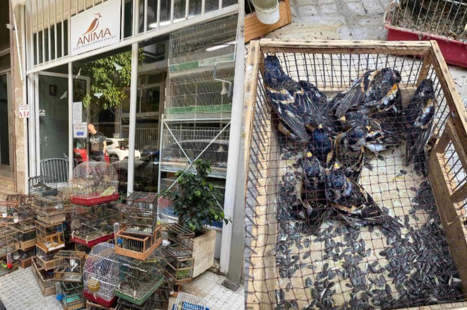 ΑΝΙΜΑ πουλάκια