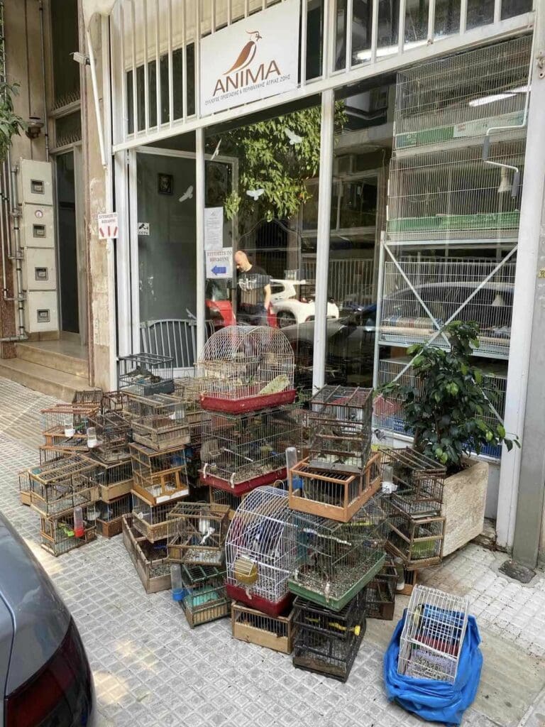 ΑΝΙΜΑ πουλάκια