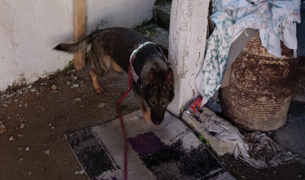 Ηράκλειο: Καθαρή από δολώματα η Βόνη