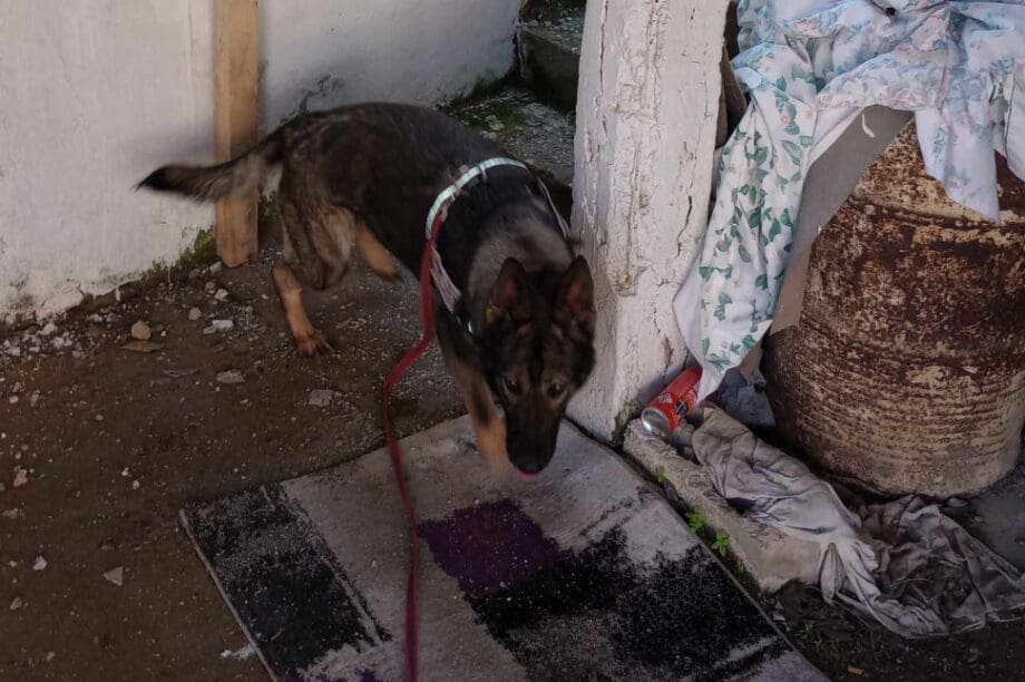Ηράκλειο: Καθαρή από δολώματα η Βόνη