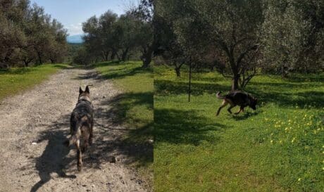 Άγιος Νικόλαος: Πραγματοποιήθηκε αυτοψία για δηλητηριασμένα δολώματα