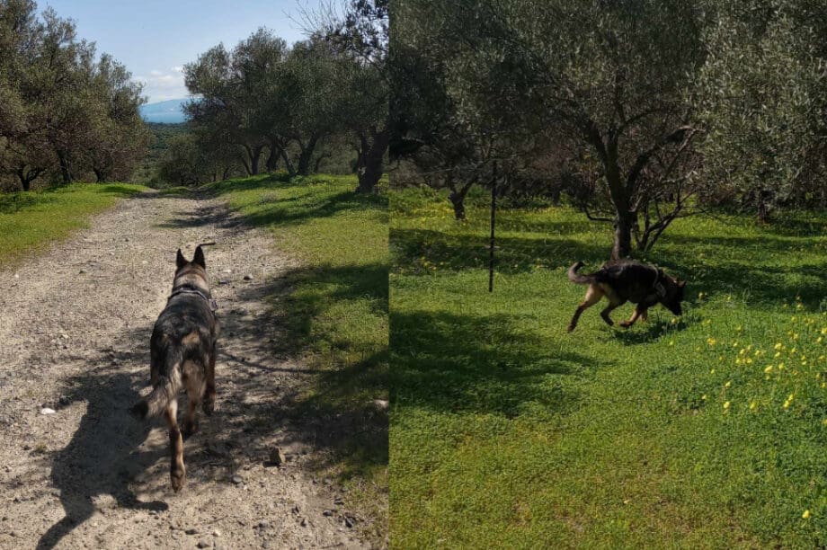 Άγιος Νικόλαος: Πραγματοποιήθηκε αυτοψία για δηλητηριασμένα δολώματα