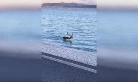 Ελάφι Λέσβος