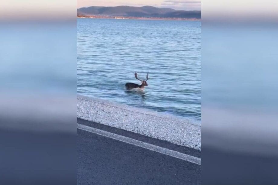 Ελάφι Λέσβος