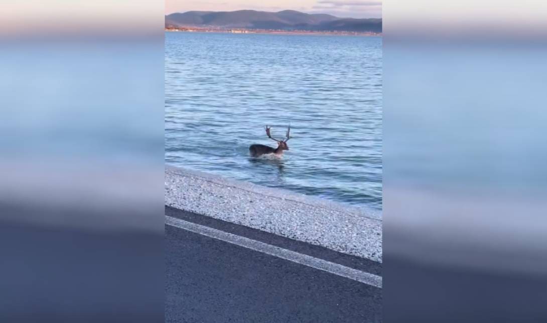 Ελάφι Λέσβος
