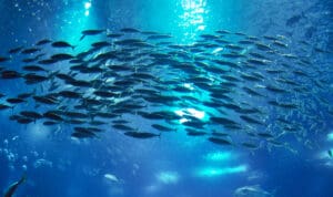 Ποιο είναι το πιο νόστιμο και υγιεινό ψάρι