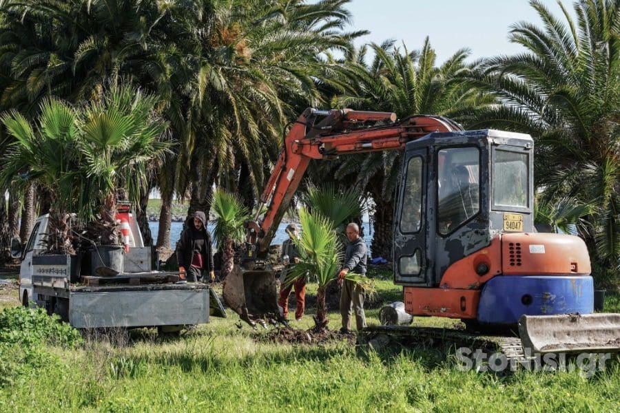 φοινικόδασος της Παναγιούδας 