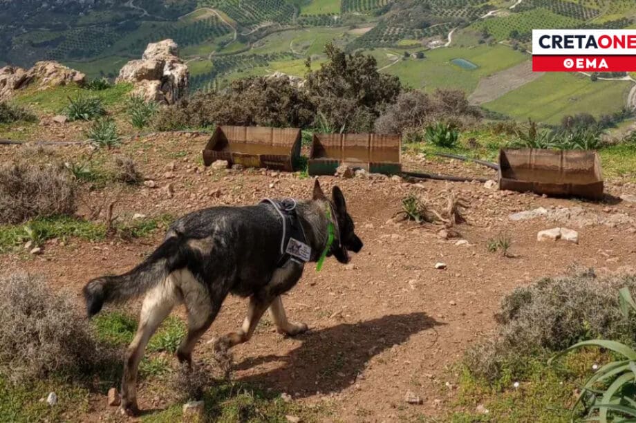 φόλες Αρχάνες Γιούχτας