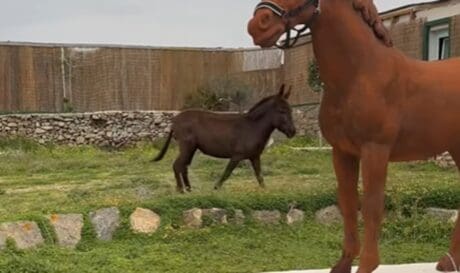 Κακοποίηση γάιδαρου στην Μύκονο