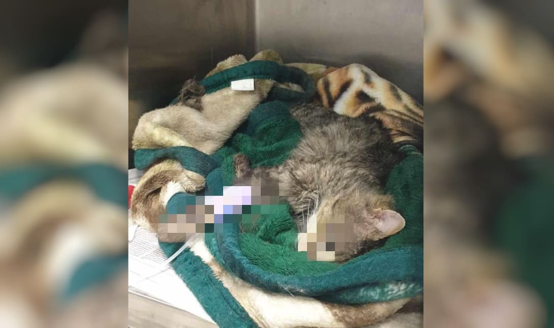 Κτηνωδία: Δολοφόνησαν γάτα με φόλα