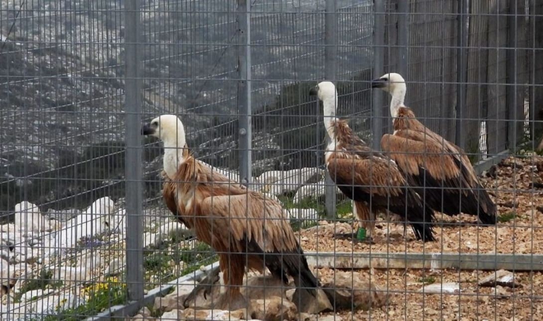 γύπες