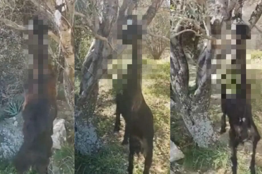 Κτηνωδία: Εντοπίστηκε κατσικά κρεμασμένη σε ελιά (Προσοχή Σκληρές Εικόνες)
