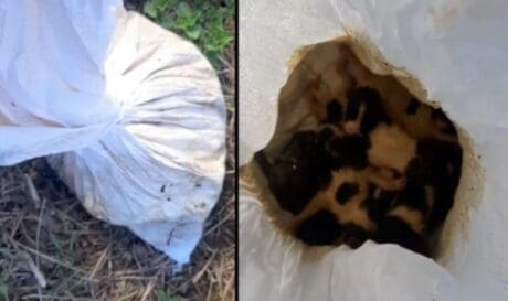 Νέα κτηνωδία: Έκλεισαν σε τσουβάλι 7 νεογέννητα κουτάβια
