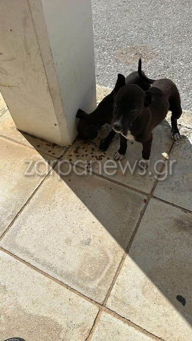 Εγκατέλειψαν κουτάβια σε κούτα έξω από το Κέντρο Υγείας Χανίων