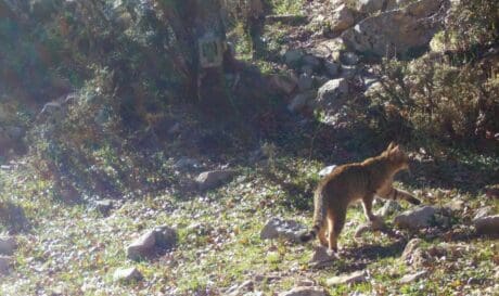 Κρητικός αγριόγατος