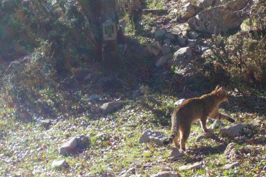 Κρητικός αγριόγατος