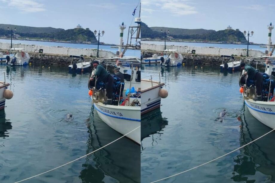 Λήμνος φώκια