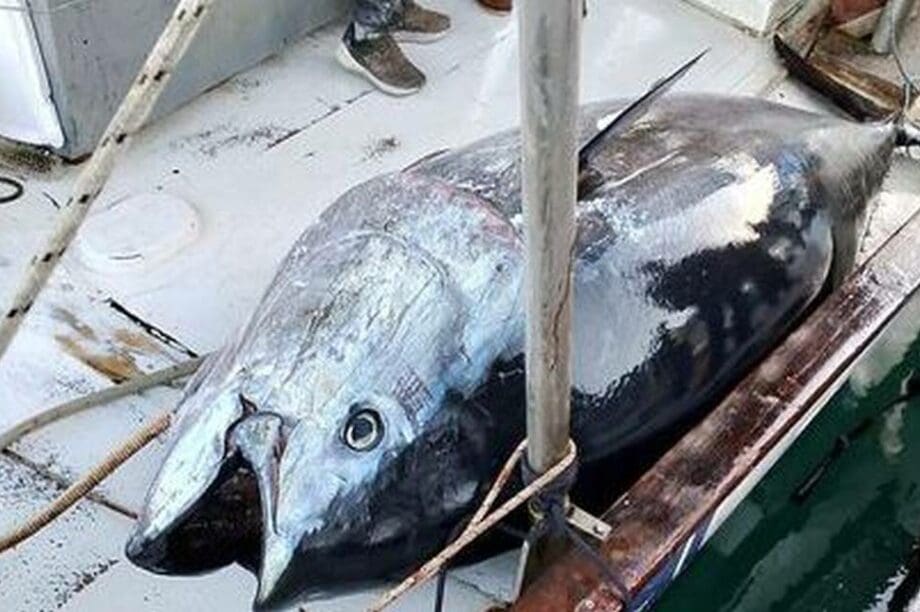 ψάρι