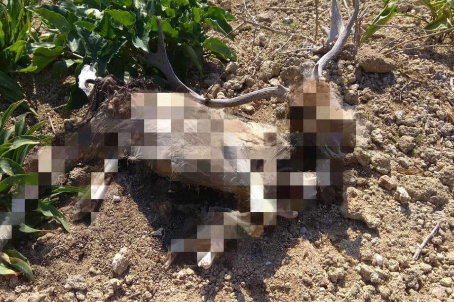 Σοκ στη Ρόδο! Εντοπίστηκαν νεκρά ελάφια