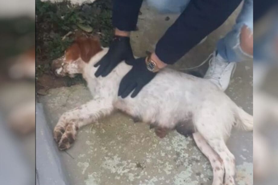 Σοκ στην Ηλεία: Δηλητηρίασαν σκυλίτσα με φόλα και πέταξαν τα κουτάβια της σε βαρέλι (βίντεο)
