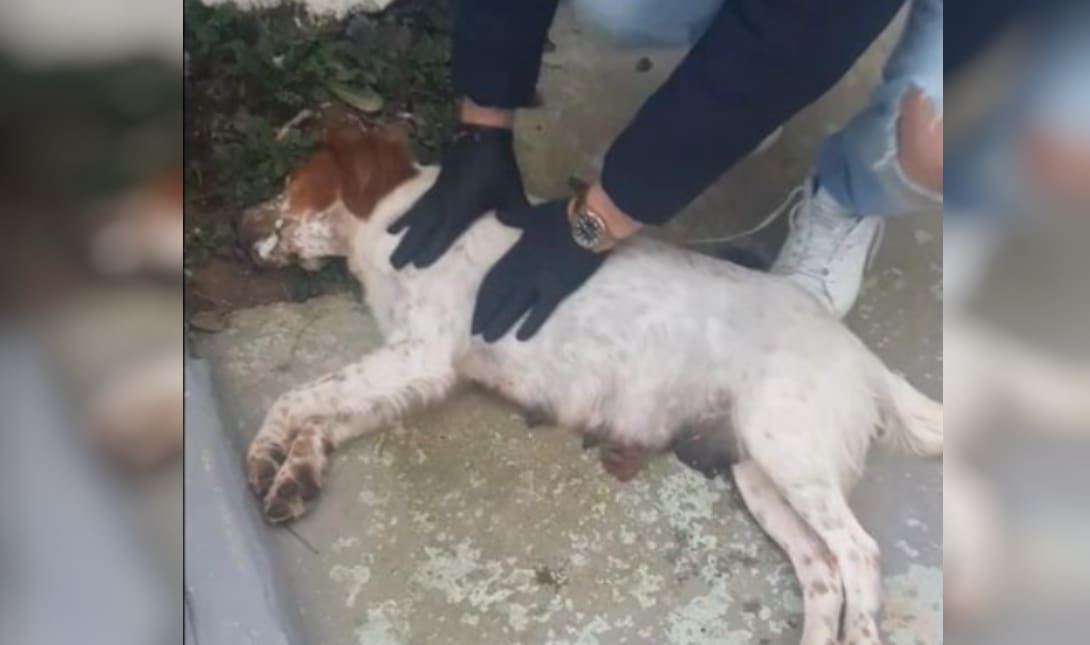 Σοκ στην Ηλεία: Δηλητηρίασαν σκυλίτσα με φόλα και πέταξαν τα κουτάβια της σε βαρέλι (βίντεο)