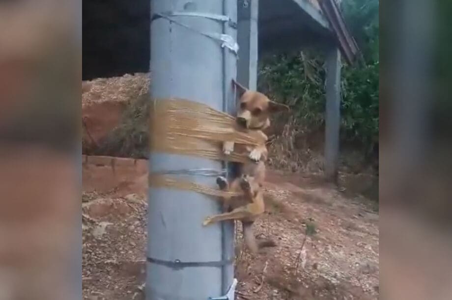 Έδεσαν σκύλο σε κολώνα με ταινία